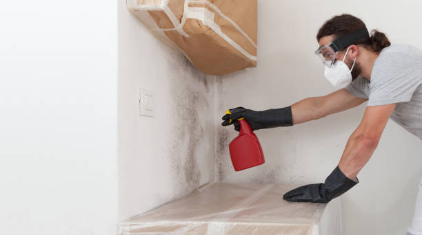 Basement Mold Remediation treatment on basement walls in Lake Mary
